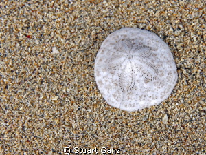 Sand Dollar by Stuart Ganz 